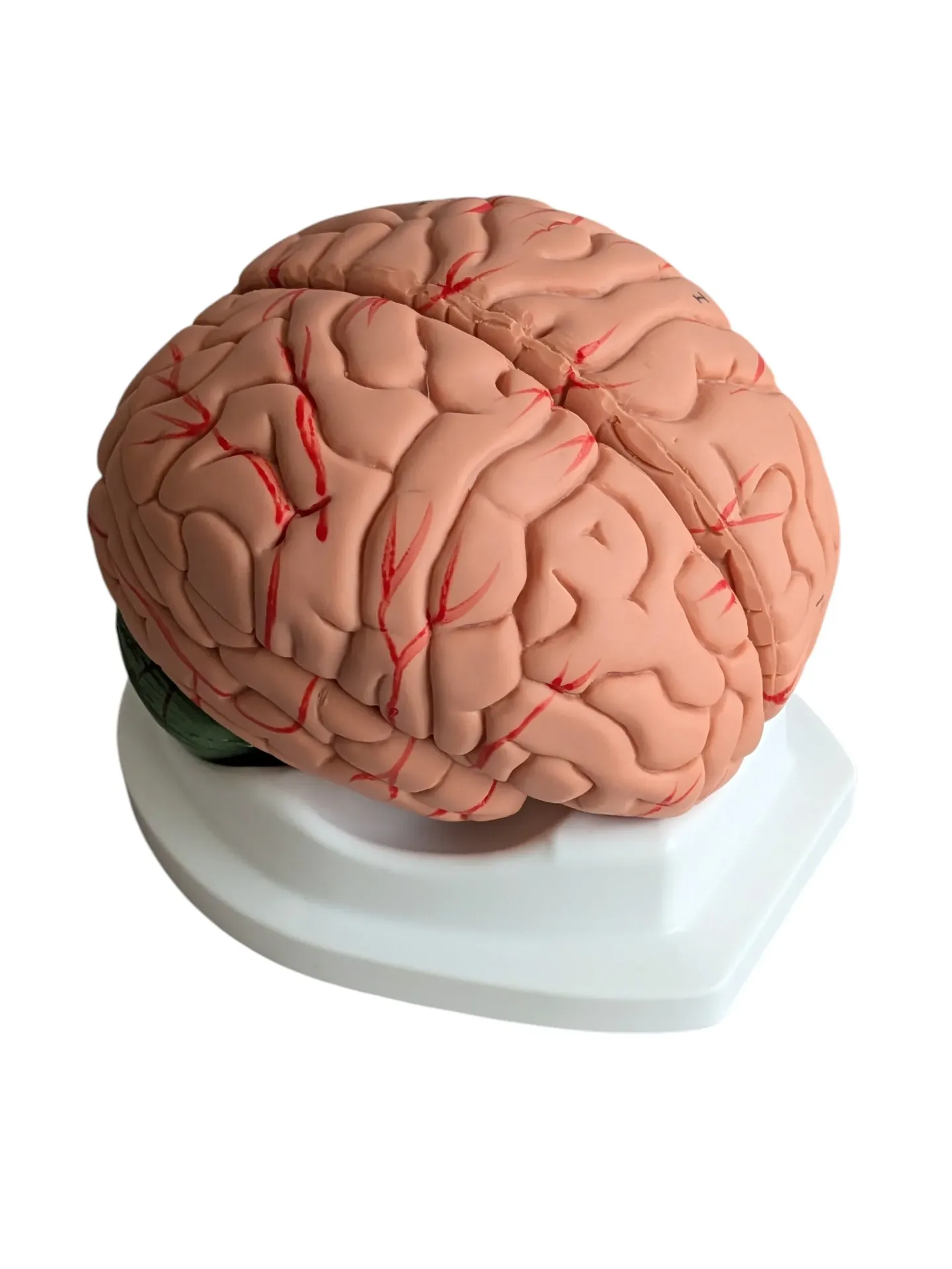 Modèle de cerveau démontable 8 parties