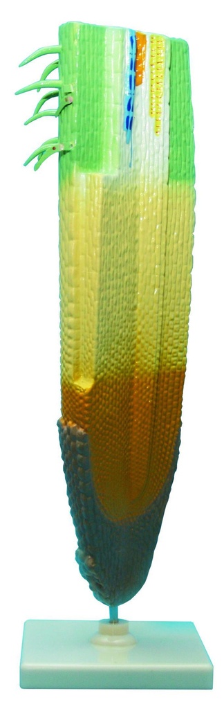 Modèle coiffe de racine - Apex végétal