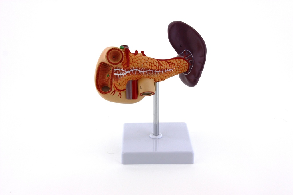 Modèle de l'appareil digestif