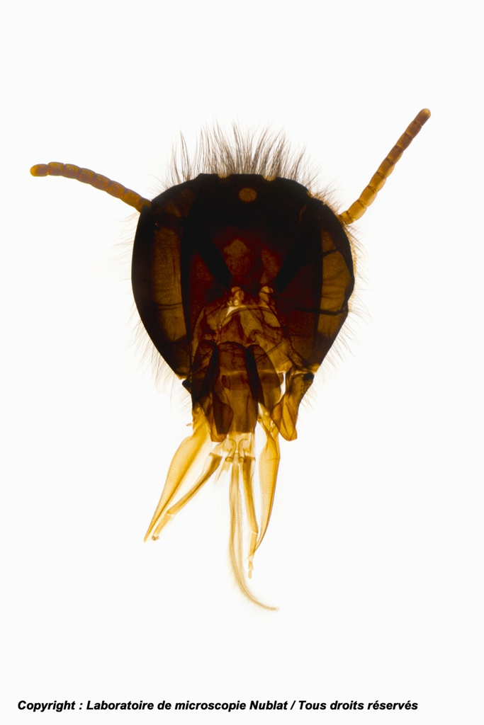 Tête d’Insecte broyeur-lécheur Abeille - CN - Nublat