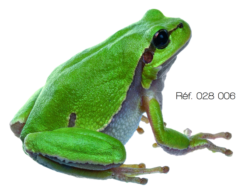 Dissection - Grenouille