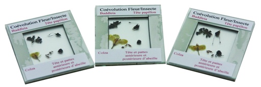 [#024039] Kit association fleur insecte