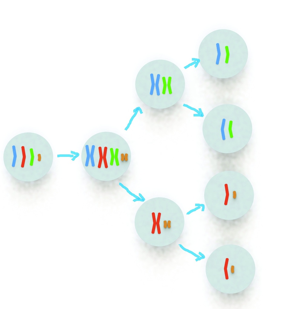 Ensemble génétique Mitose et Méiose