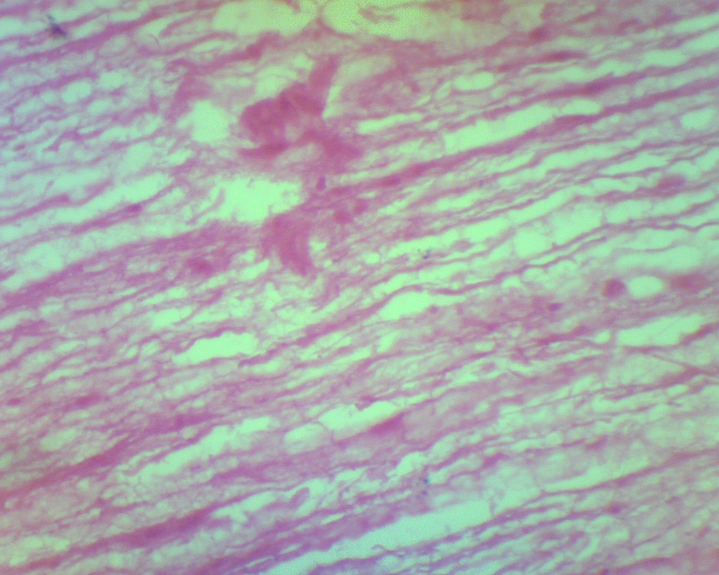 Histologie des vertébrés: Moelle épinière coupe sagittale