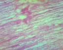 Histologie des vertébrés: Moelle épinière coupe sagittale