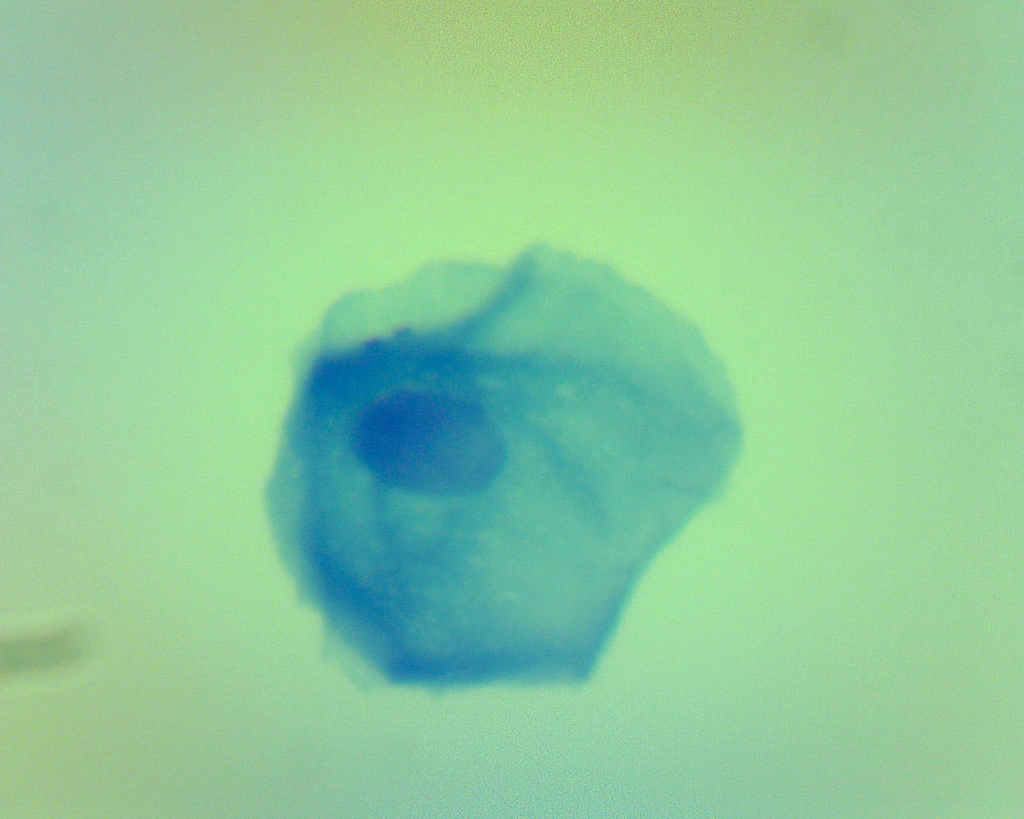 Cellules épithéliales pavimenteuses - buccales - BM - x100