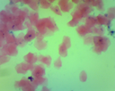 Cytologie et histologie diverses: cellules buccales homme    