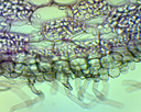 Angiospermes - Racines: Racine - Poils absorbants CT