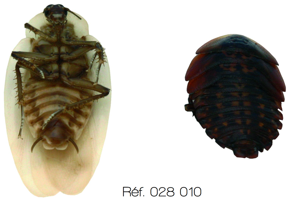 [028010-D66409] Insecte fixé - Blatte ou Criquet (Blatte)