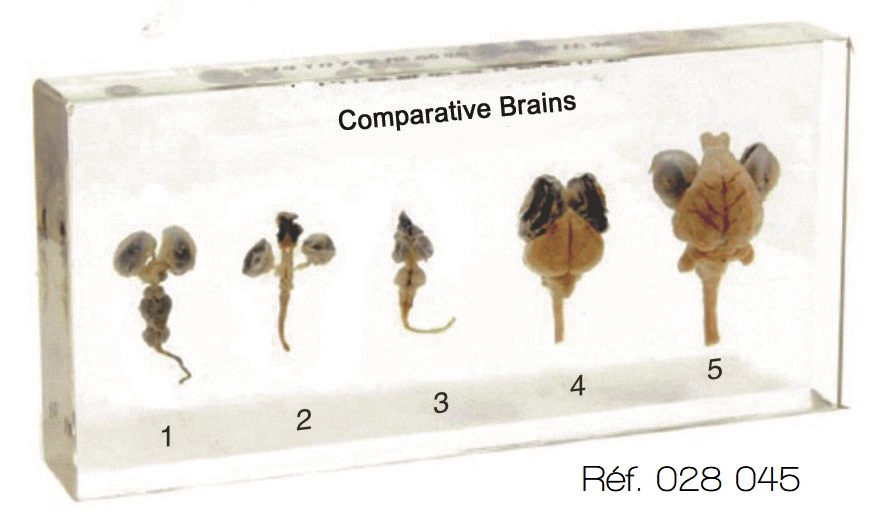 Organes comparés en inclusion résine
