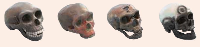 Pack 4 crânes évolution