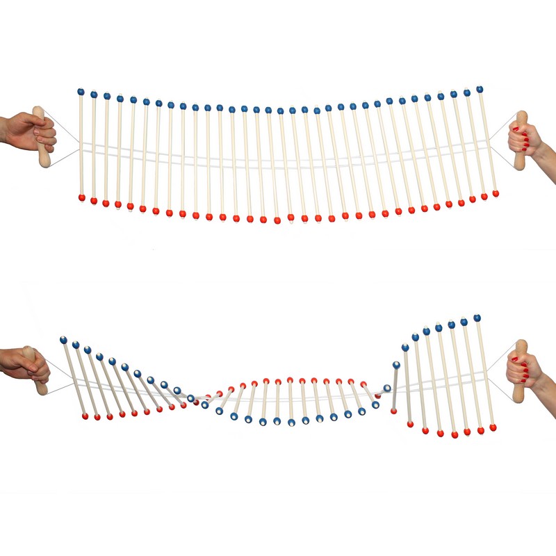 Échelle de perroquet manuelle - Ondoscope