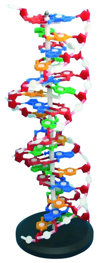 Modèle ADN grand modèle - 32 bases