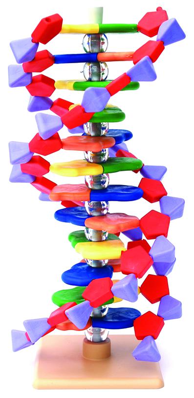 Modèle ADN petit modèle - 12 bases