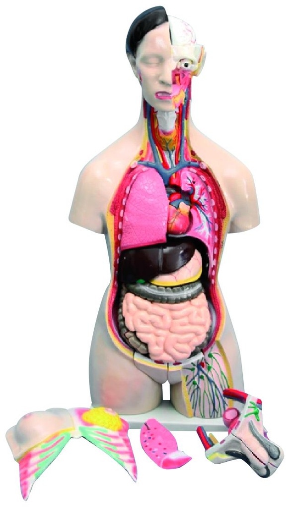 Tronc - Torse humain bisexué 24 parties - 85 cm