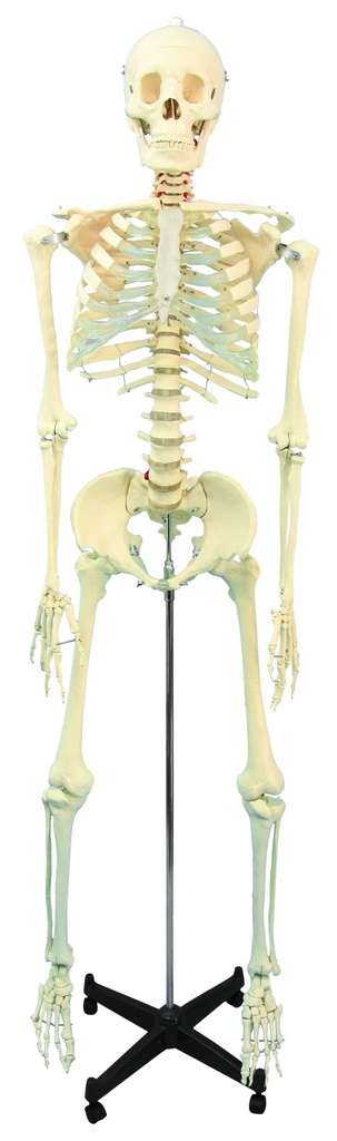 Squelette humain - 168 cm