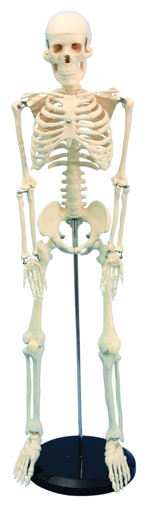 Squelette humain - 85 cm