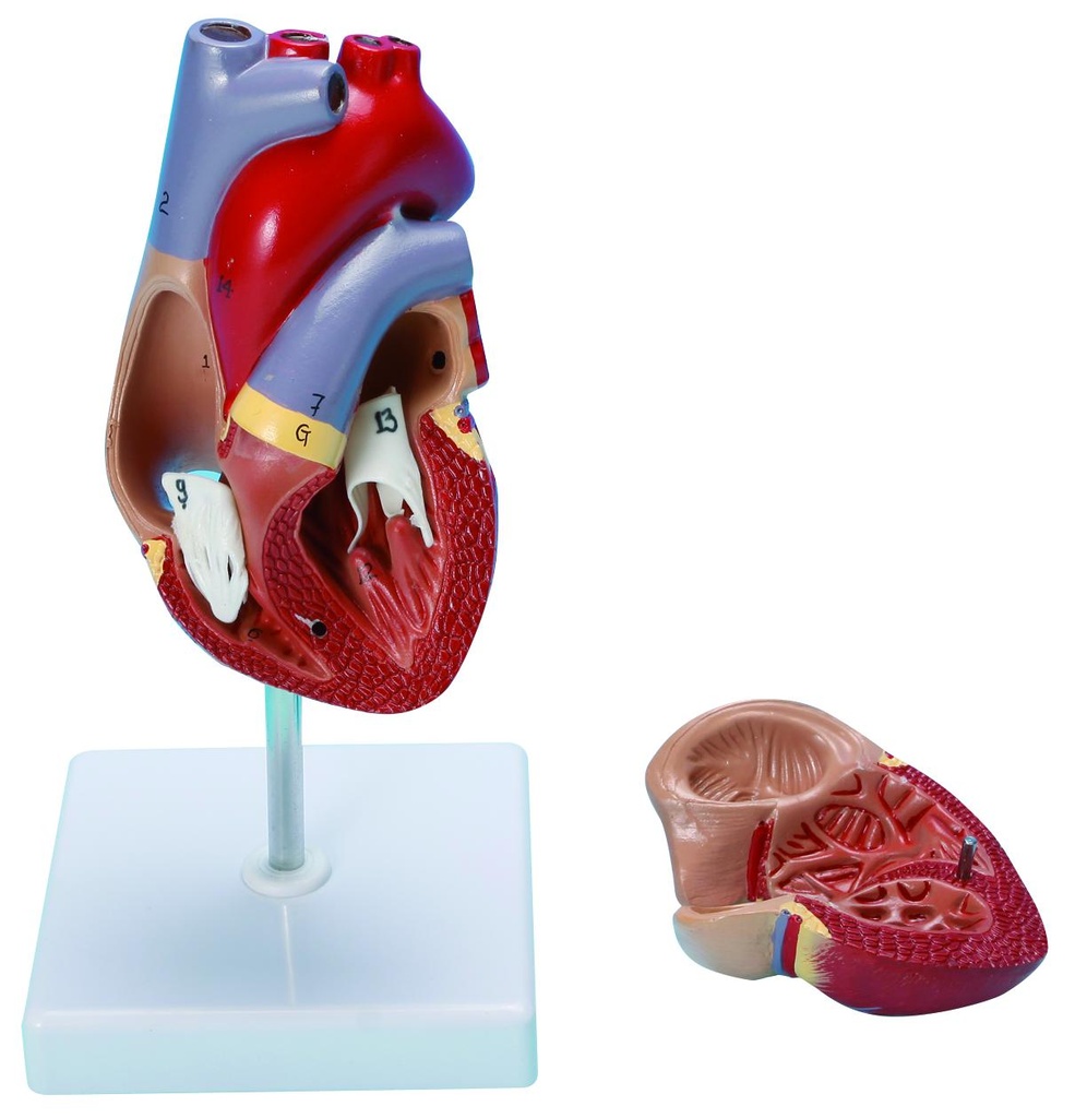 Modèle de cœur humain taille réelle