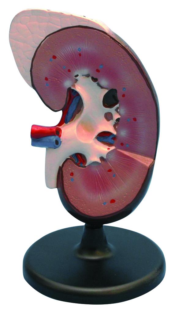 Modèle de rein humain