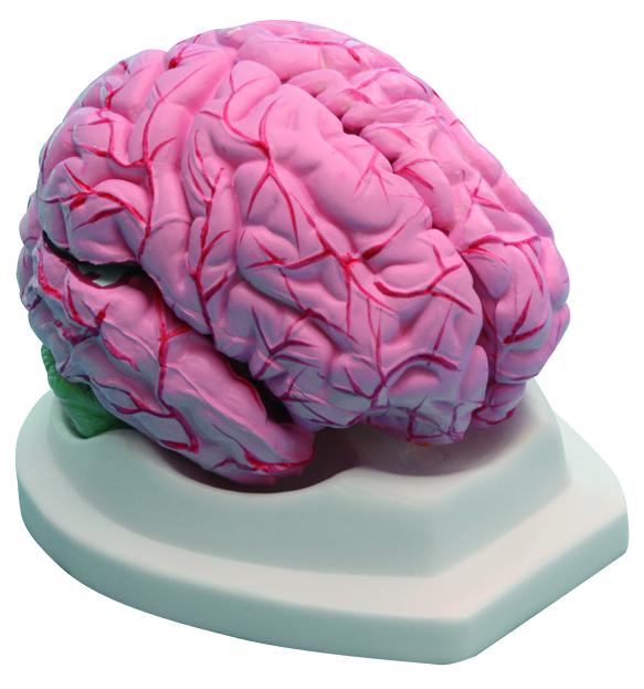 Modèle de cerveau démontable