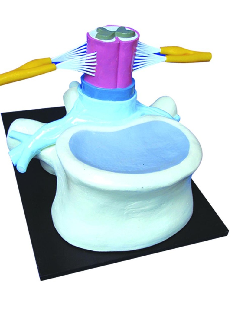 Modèle de moelle épinière