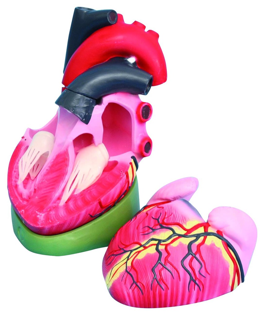 Modèle de cœur humain grand modèle