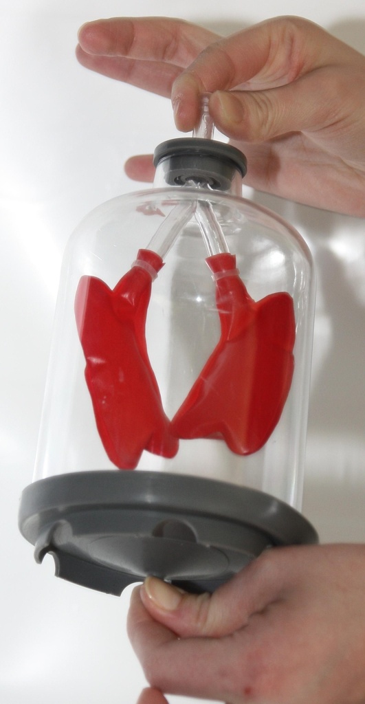 Maquette ventilation pulmonaire