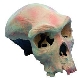 [#020025-S03638] Modèle crâne lignée humaine - Homo rhodesiensis Rodhésien Broken-Hill