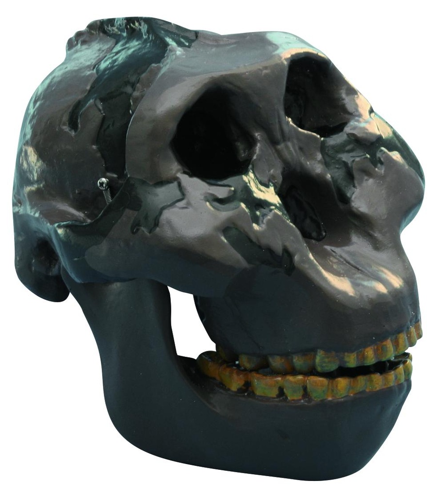 [#020027-S03639] Modèle crâne lignée humaine - Australopithecus boisei Oldoway