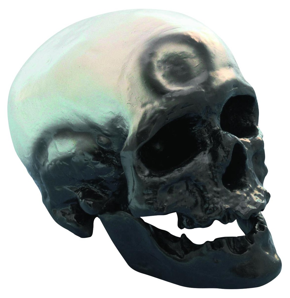 Modèle crâne lignée humaine - Cro-Magon