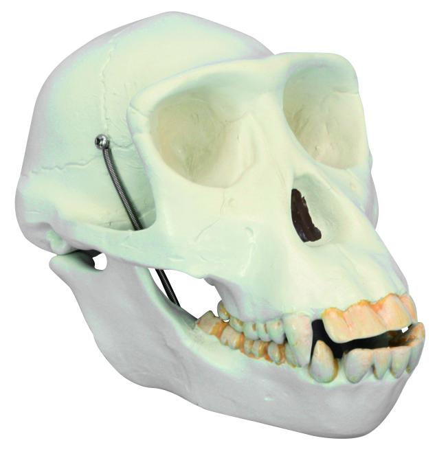 Modèle crâne de chimpanzé