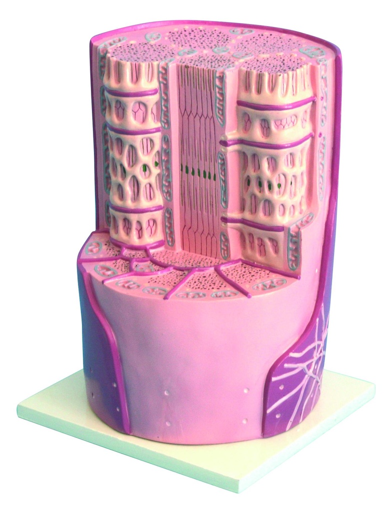 Modèle de cellule musculaire