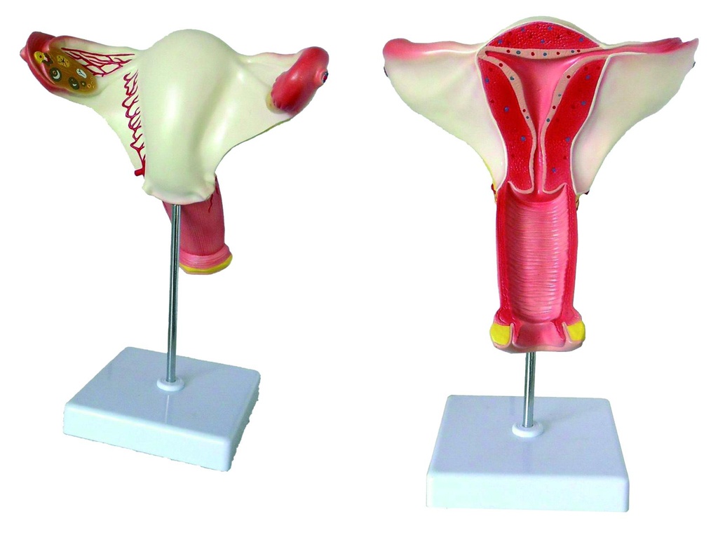 [#020035] Modèle d'organes génitaux féminins 