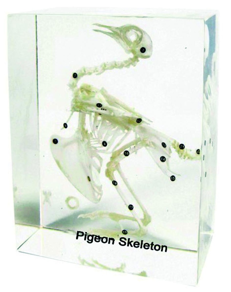 Squelette en inclusion résine : Pigeon