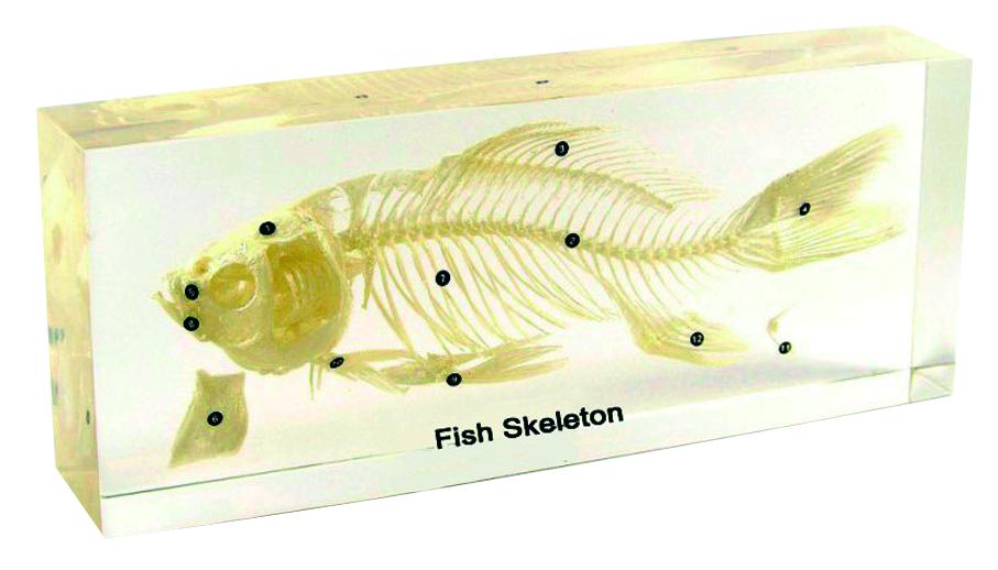 Squelette en inclusion résine : Poisson