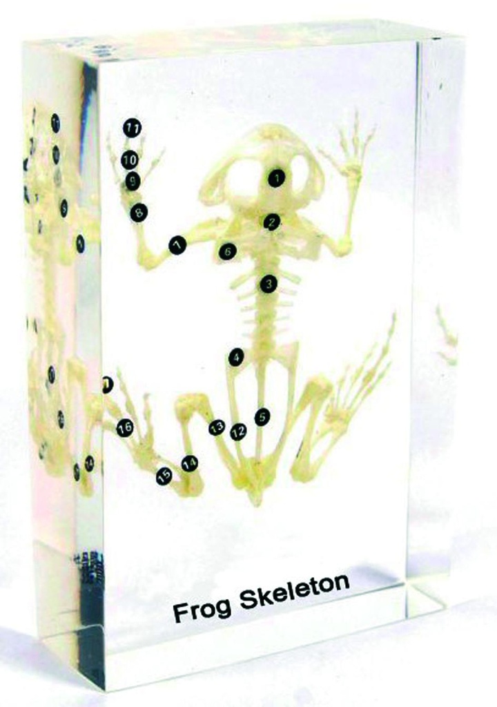 Squelette en inclusion résine : Grenouille