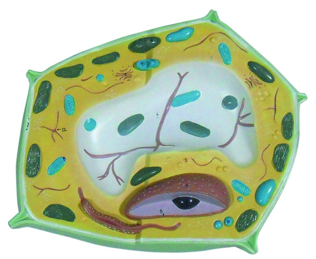 [#020041-S03642] Modèle cellule végétale