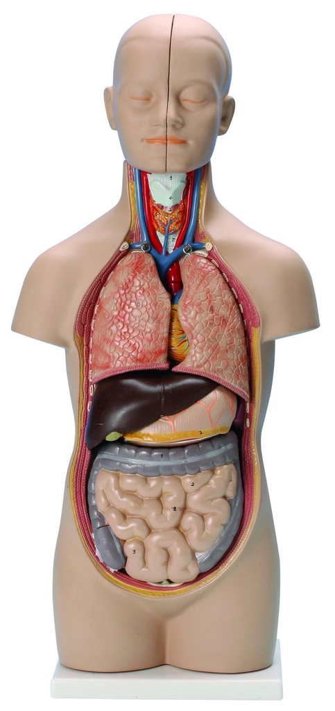 Tronc/Torse humain asexué - 12 parties - 50 cm