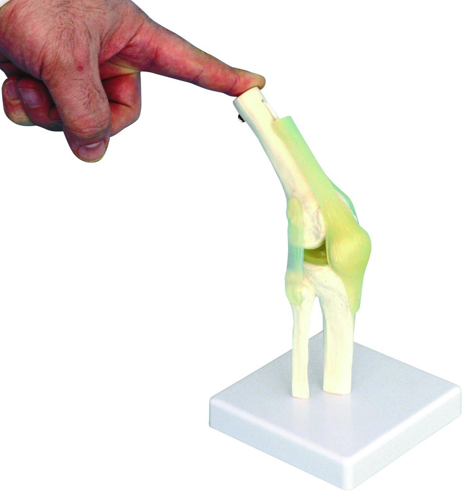 Modèle articulation du genou