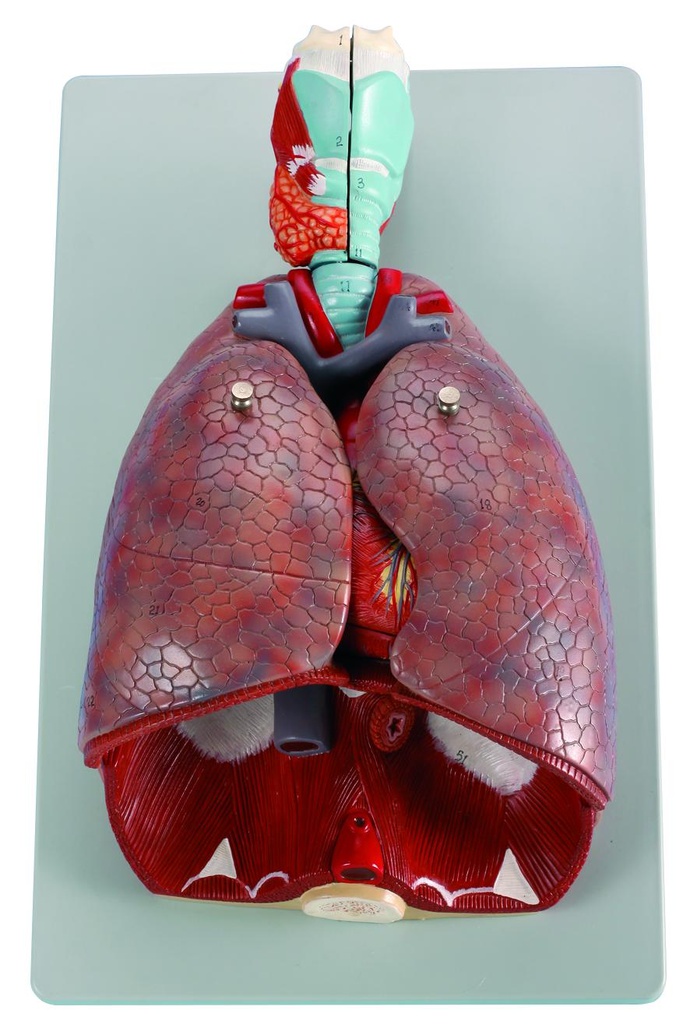 Modèle cœur poumons - 7 parties