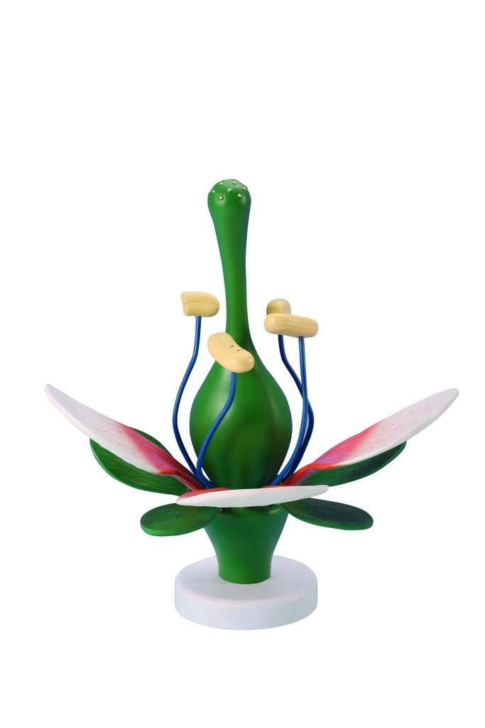 Modèle fleur de pêcher grande taille