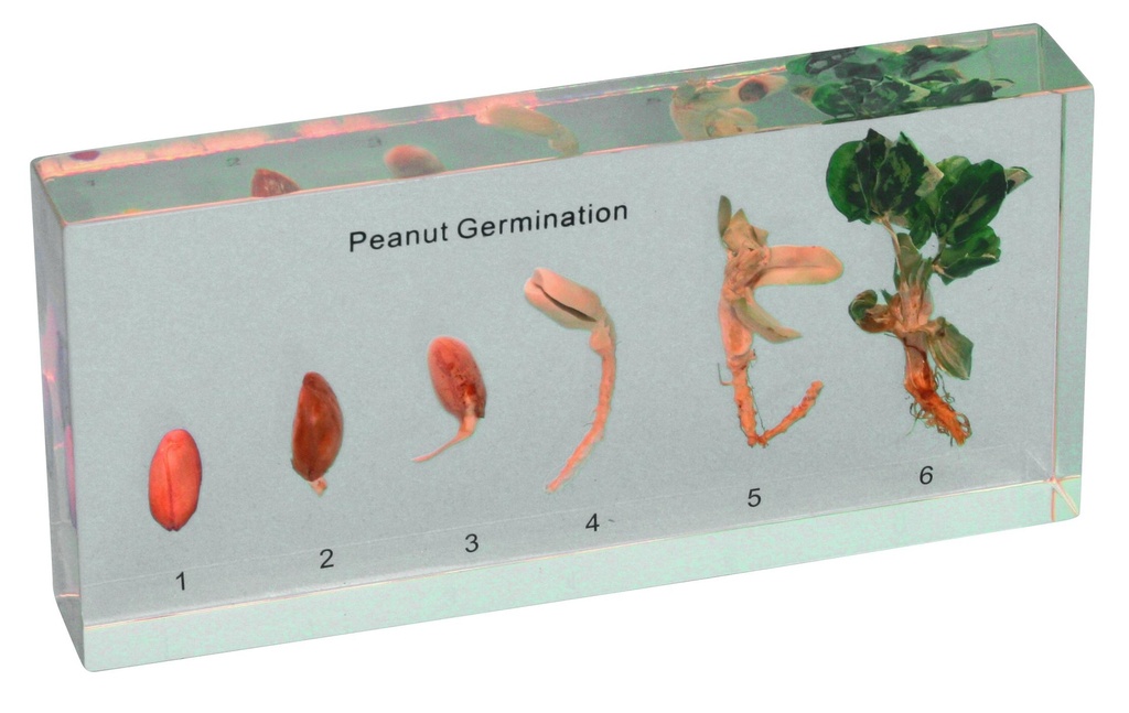 [#020049-S01378] Modèle germination d'une arachide en inclusion