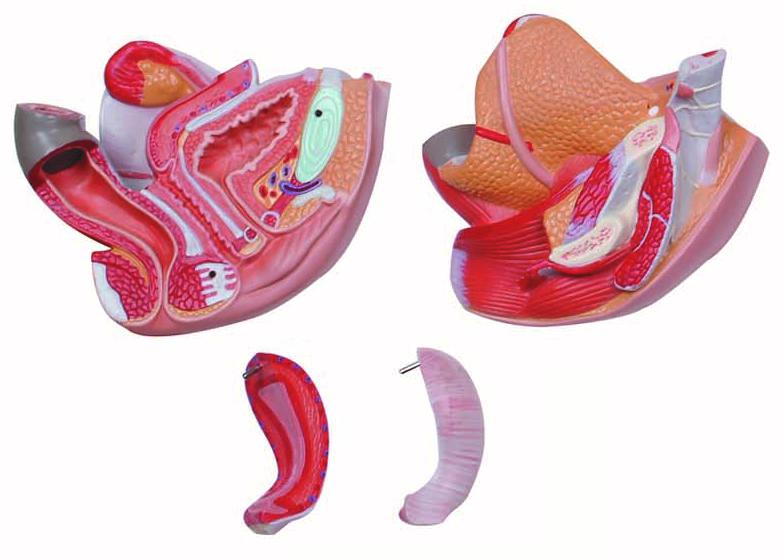 Modèle organes génitaux féminins - 4 parties 