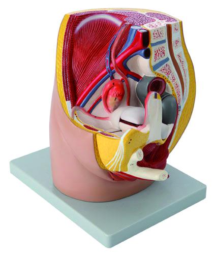 Modèle bassin féminin - 3 parties