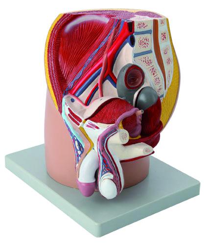 Modèle bassin masculin - 4 parties