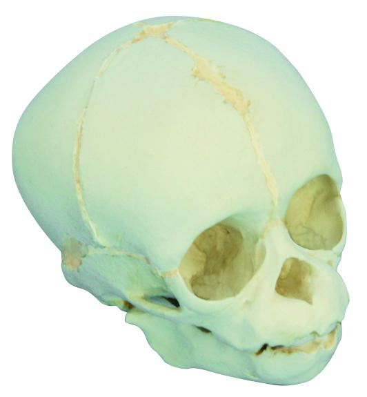 Modèle crâne de fœtus de chimpanzé - proche du terme de 30 semaines