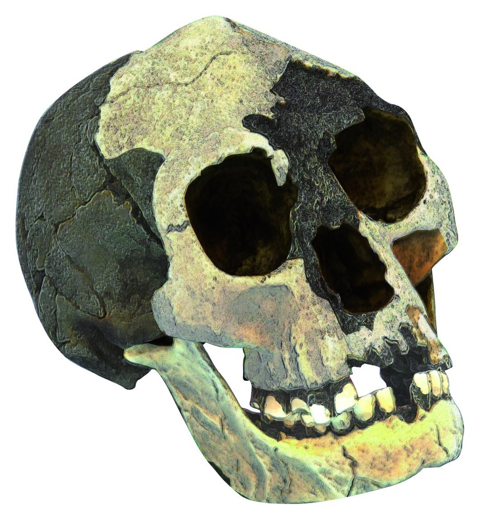 [#020057] Modèle crâne lignée humaine - Homo floresiensis