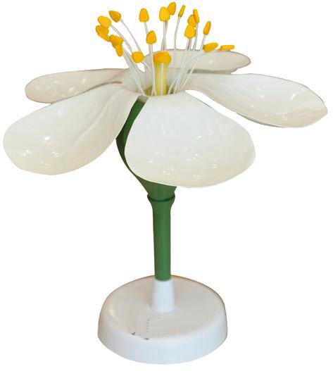 [#020067-S01380] Modèle fleur de pommier 