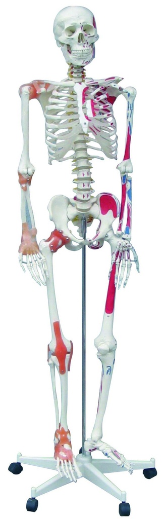 [#020068-S66466] Squelette avec insertions musculaires et ligamentaires