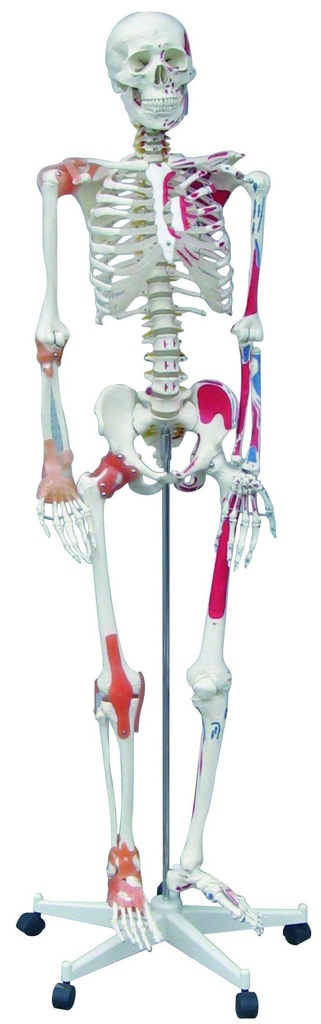 Squelette avec insertions musculaires et ligamentaires